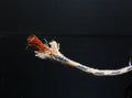 46# Western Electric Cloth copper 5M* 4PCS 16GA Wire tube amplifier cable0